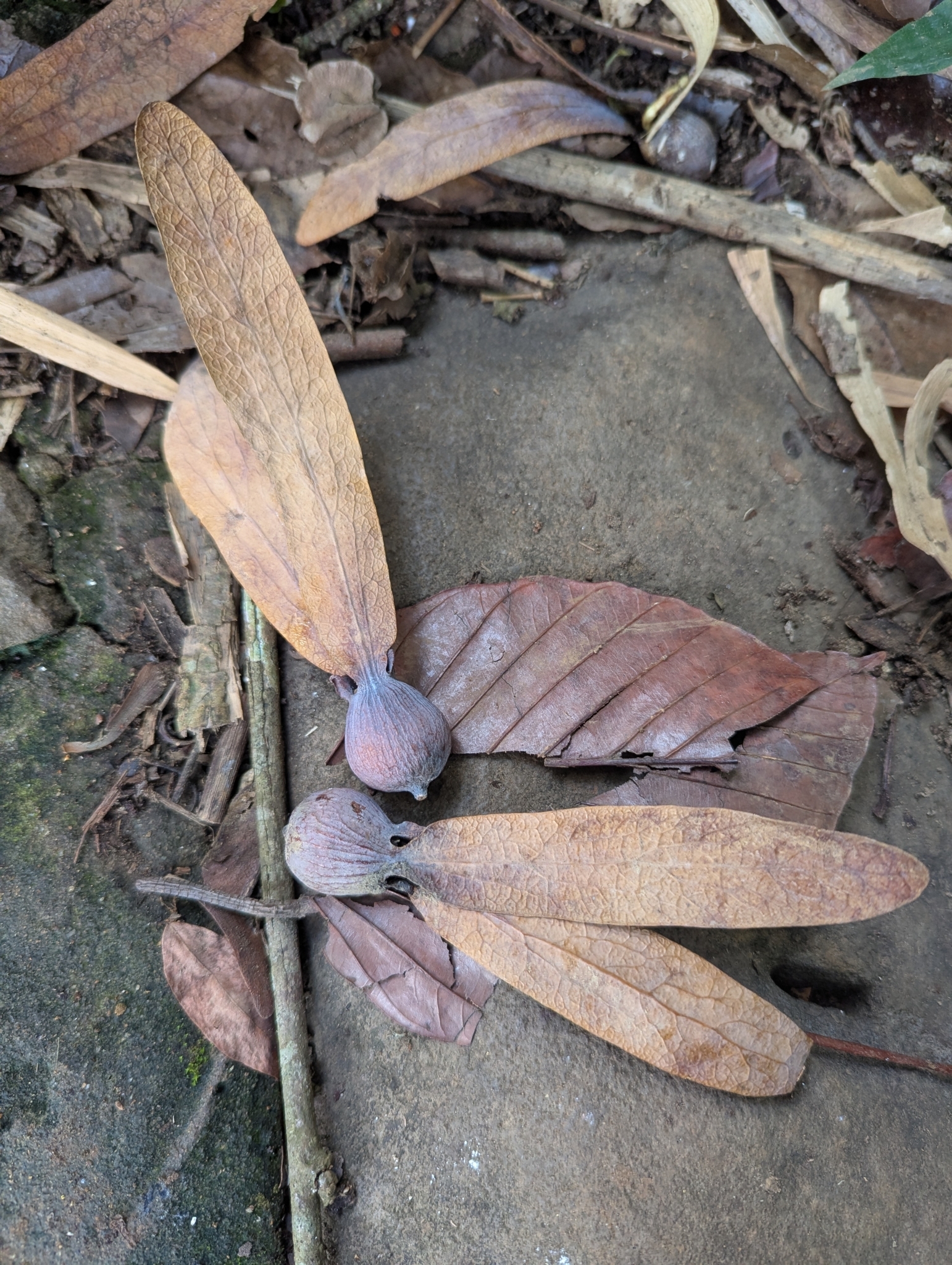 Dau tra beng — ảnh 3