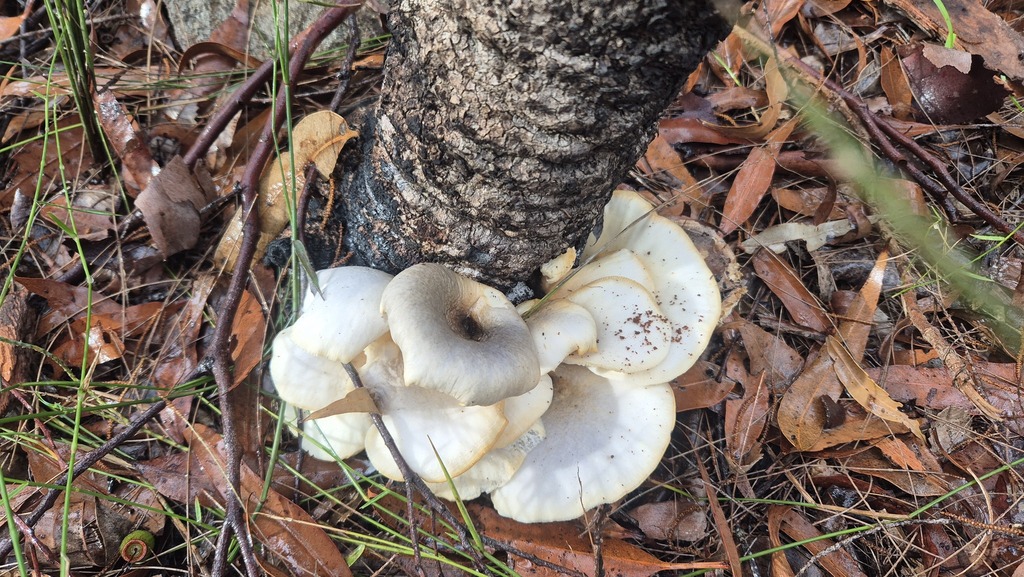Omphalotus nidiformis · June 2025 · photo: © clintsteel (iNaturalist, cc-by-sa)