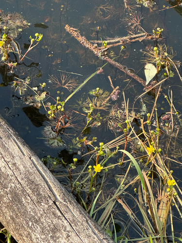 Ranunculus gmelinii iNat (3)