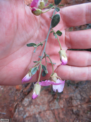 Podalyria leipoldtii