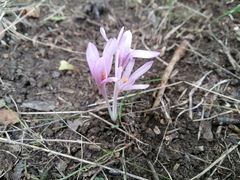Colchicum umbrosum