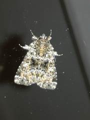 Callopistria latreillei