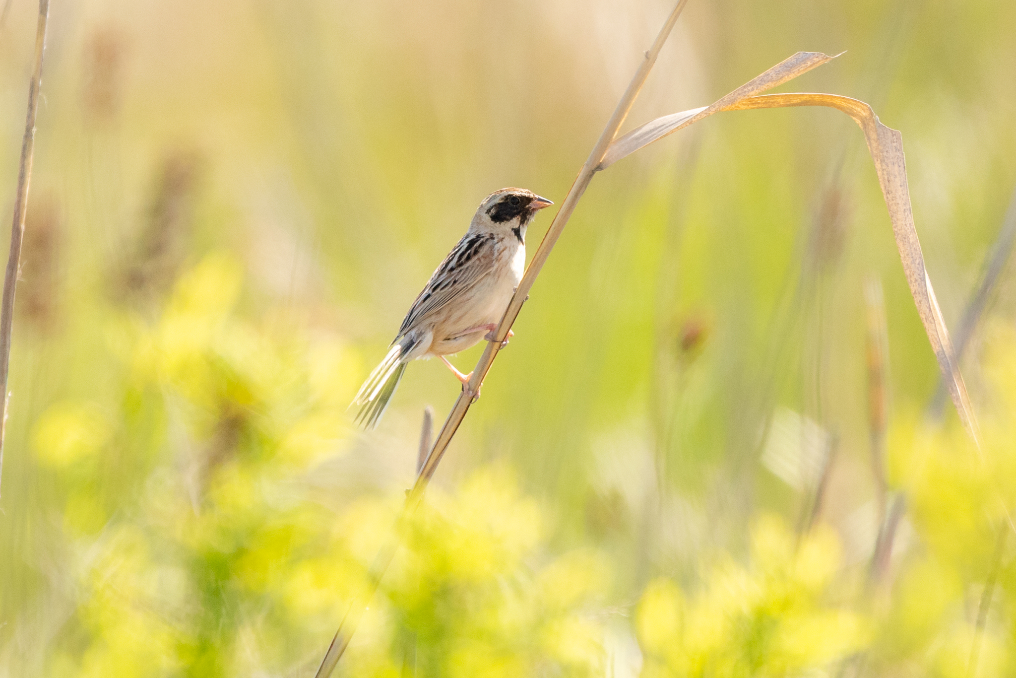 Ochre-rumped Bunting (Emberiza yessoensis), photo 5