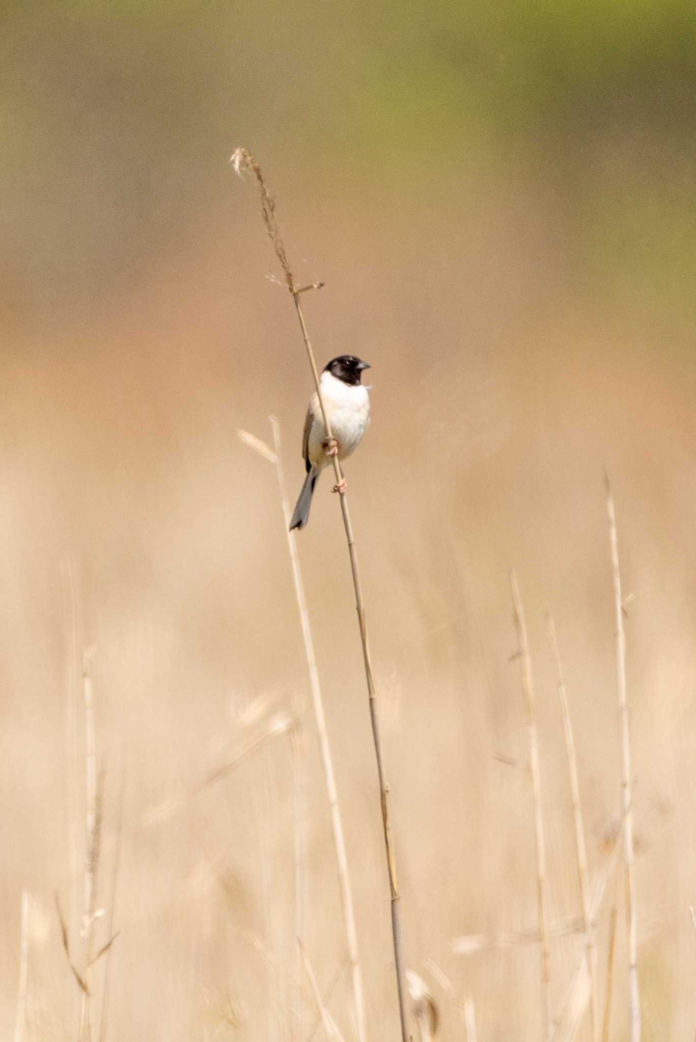 Ochre-rumped Bunting (Emberiza yessoensis), photo 9
