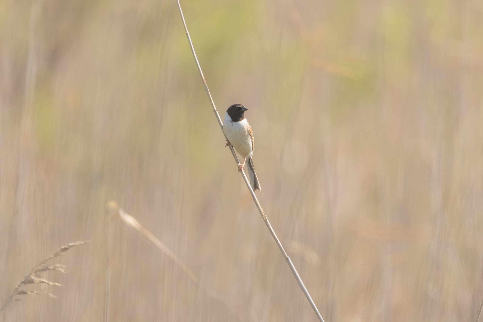 Ochre-rumped Bunting (Emberiza yessoensis), photo 10