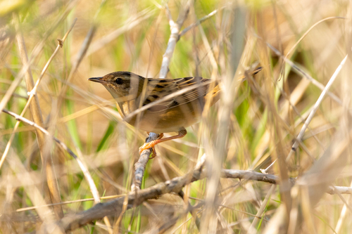 Pallas's Grasshopper Warbler (Helopsaltes certhiola), photo 6