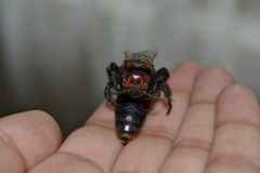 Megascolia maculata maculata