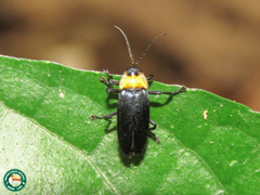 Pyrogaster coxalis