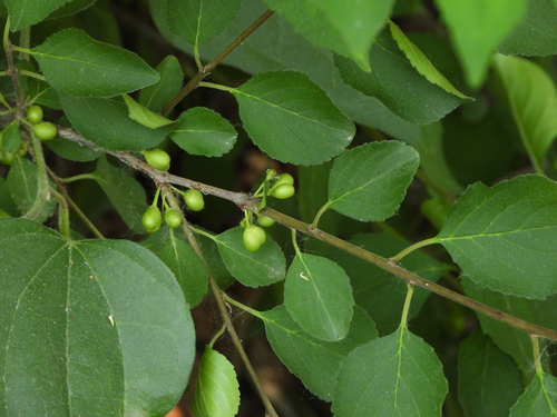 Rhamnus globosa