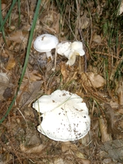 Tricholoma columbetta