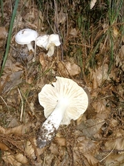 Tricholoma columbetta