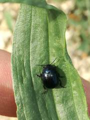 Chrysolina haemoptera