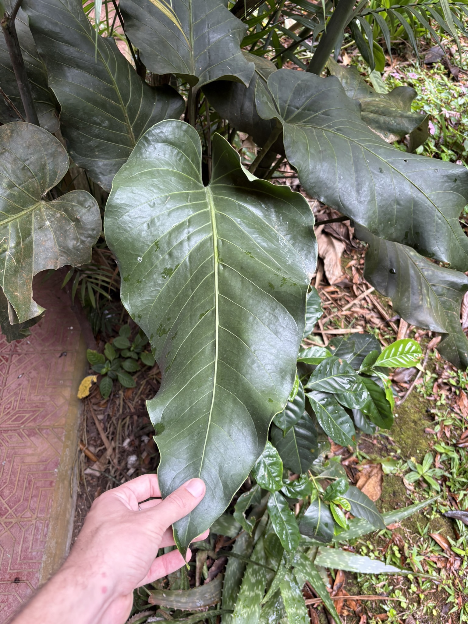 Anthurium ranchoanum 4