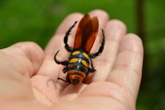 Megascolia maculata maculata