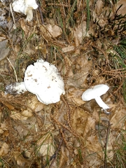 Tricholoma columbetta