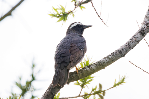 Siberian Thrush (Geokichla sibirica), photo 4