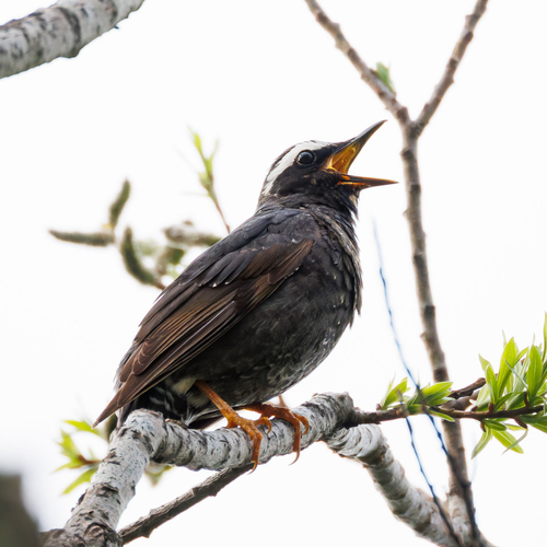 Siberian Thrush (Geokichla sibirica), photo 5