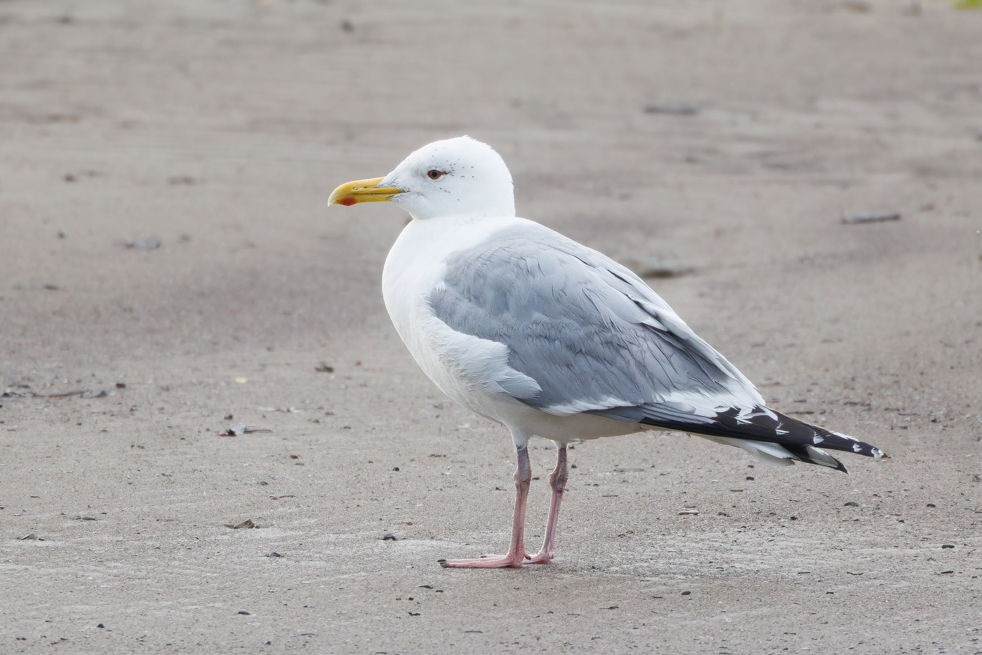 Vega Gull