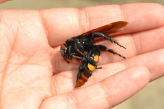 Megascolia maculata maculata