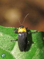 Pyrogaster coxalis