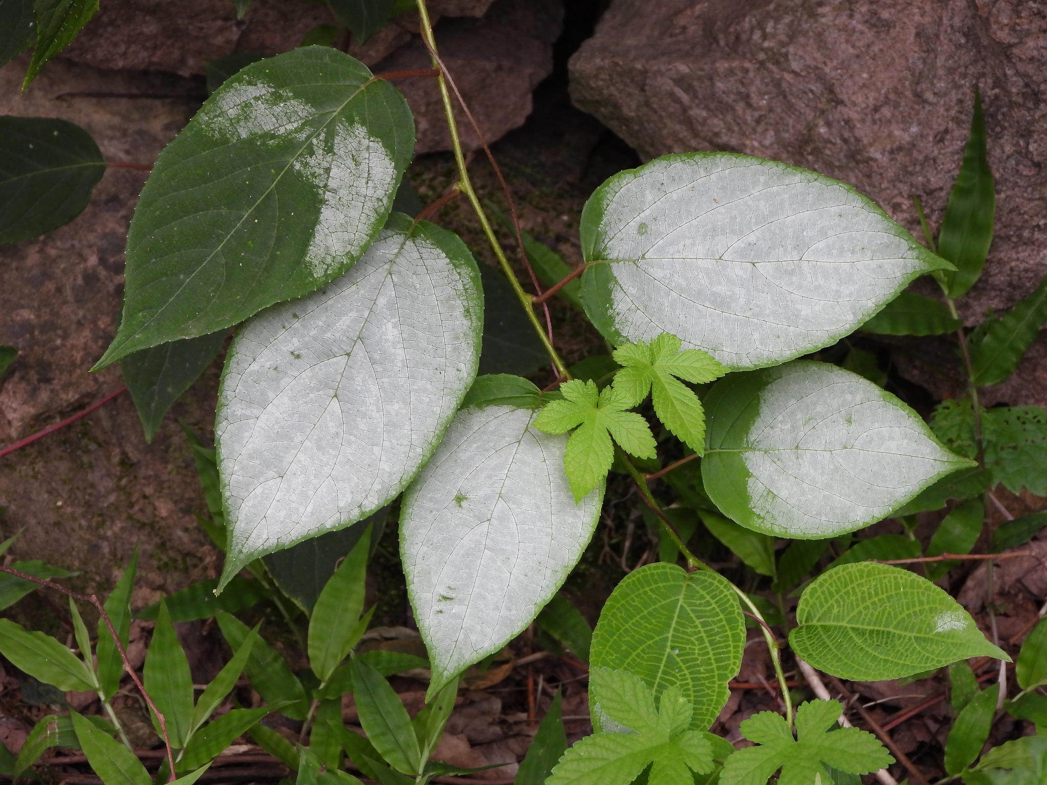 apricot plant for sale Begonia