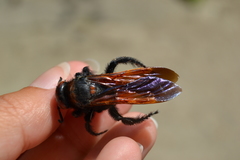 Megascolia maculata maculata