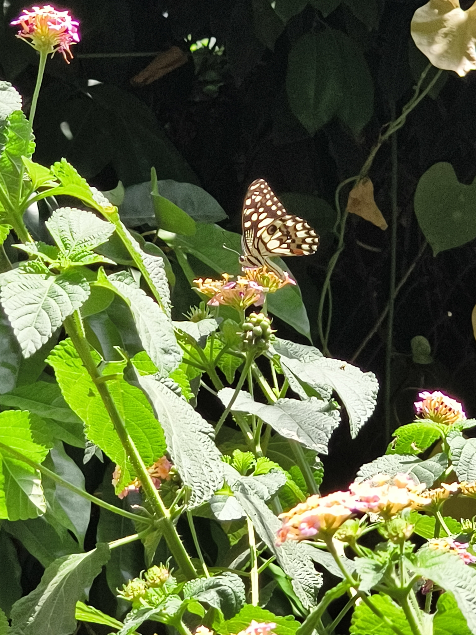 Lime Swallowtail