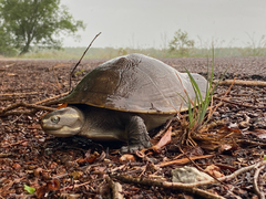 Northern Yellow-Faced Turtle photo 2