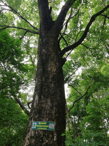 Image of Pterocarpus marsupium by (c) Manoj Karingamadathil, some rights reserved (CC BY-SA)
