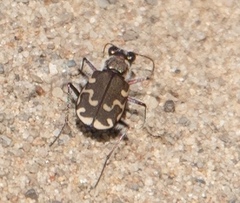Cicindela repanda repanda