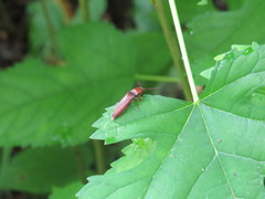 Dicrepidius ramicornis