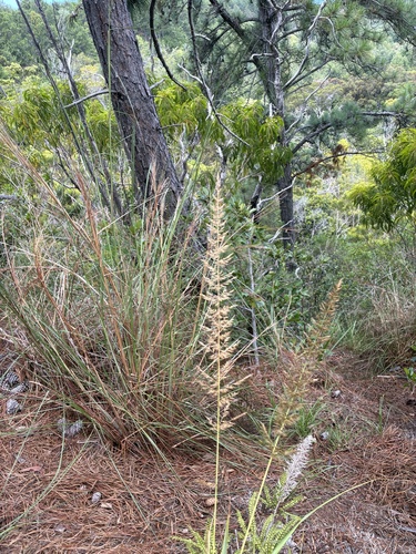 Eragrostis variabilis observed 2025-06-03