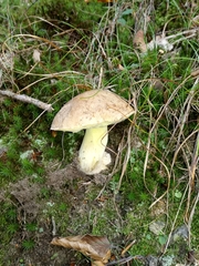 Butyriboletus appendiculatus
