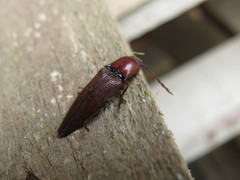 Dicrepidius ramicornis