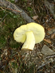Butyriboletus appendiculatus