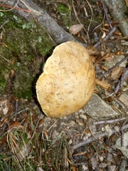 Butyriboletus appendiculatus