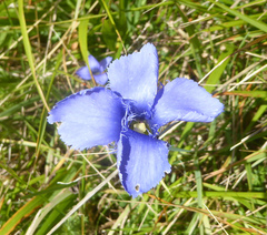 Gentianopsis ciliata ciliata