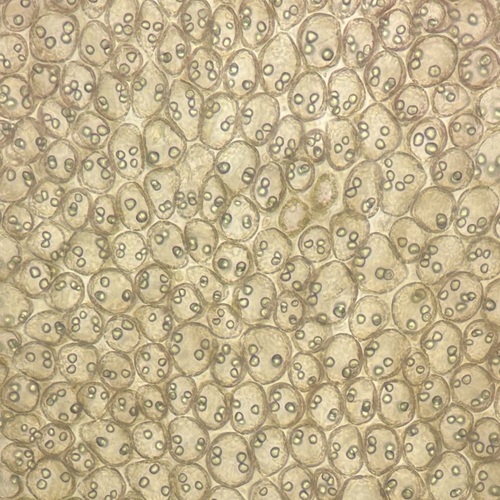 Laurencia sodwaniensis