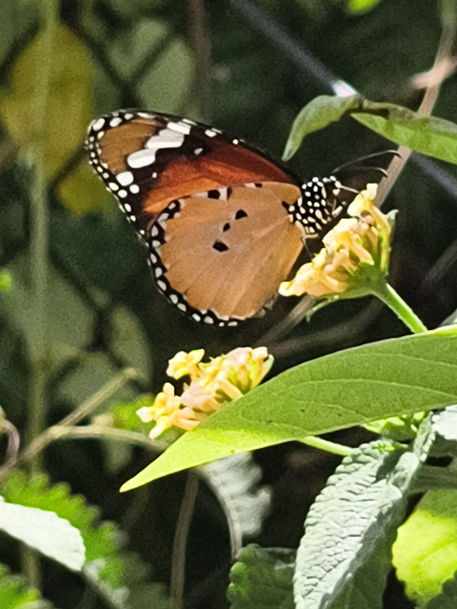 Plain Tiger