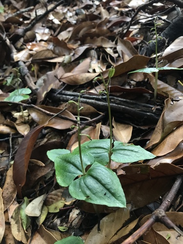 Neottia japonica (Neottia japonica)