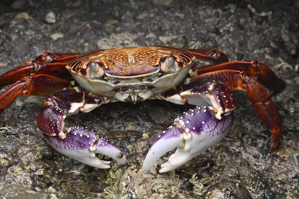 Purple Rock Crab