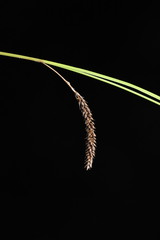 Carex flagellifera, photograph (c) Saryu Mae 前 朝琉, some rights reserved (CC BY)