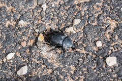Ablattaria laevigata
