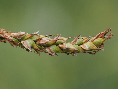 San Luis Obispo sedge (Carex obispoensis)