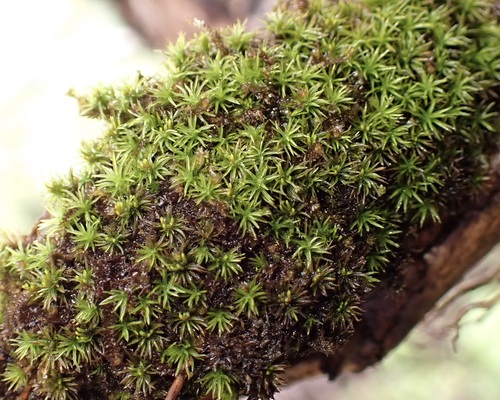 Holomitrium seticalycinum observed 2025-06-01