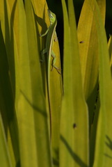 Anolis porcatus