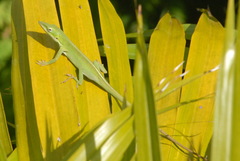 Anolis porcatus