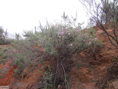 Podalyria leipoldtii