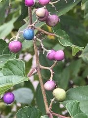 Ampelopsis glandulosa