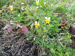 Viola lutea